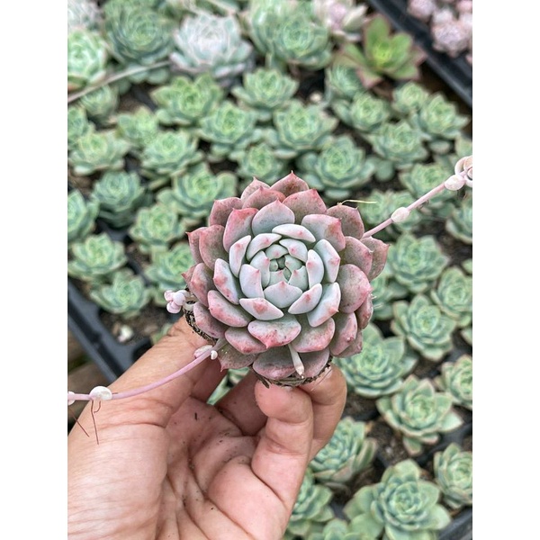 Sukulen Echeveria Prolifica Ala Korea