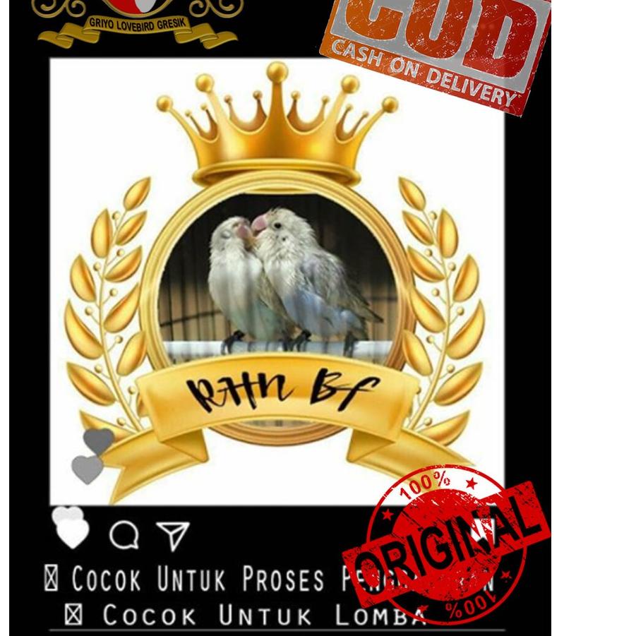 Best Seller LR061 Pakan & VitaminPenggaoran RHN BF Salatiga Om Gendub