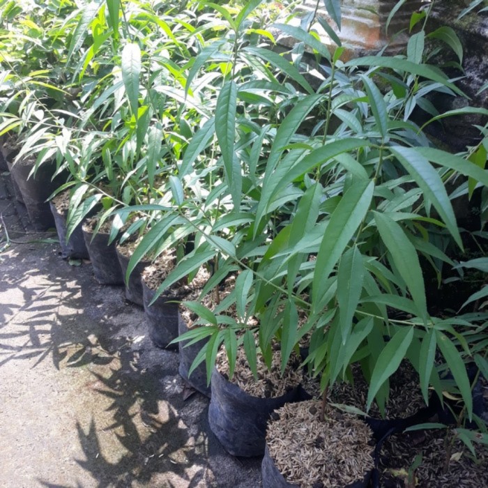 bibit buah persik peach super