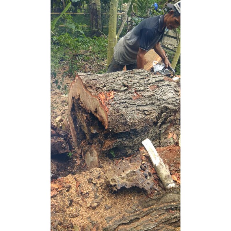 log trigona Itama dan Thoracica(masih log)