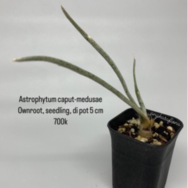 Kaktus astrophytum caput-medusae