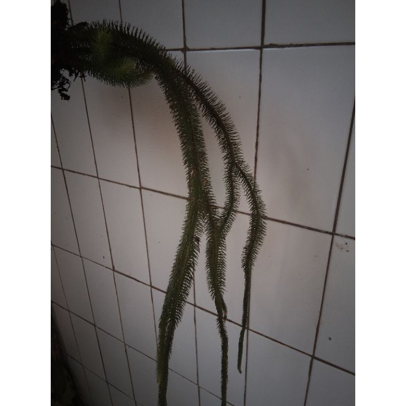 tanaman hias kumpay ekor monyet