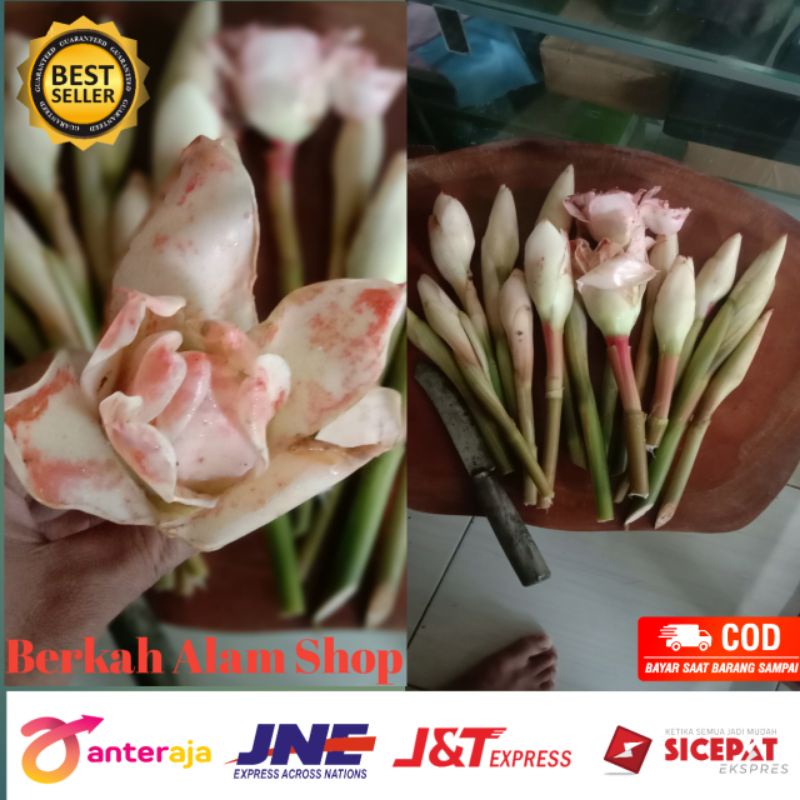 

combrang /kecombrang segar 100 grm
