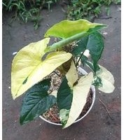 syngonium variegata aurea / syngonium yellow variegata