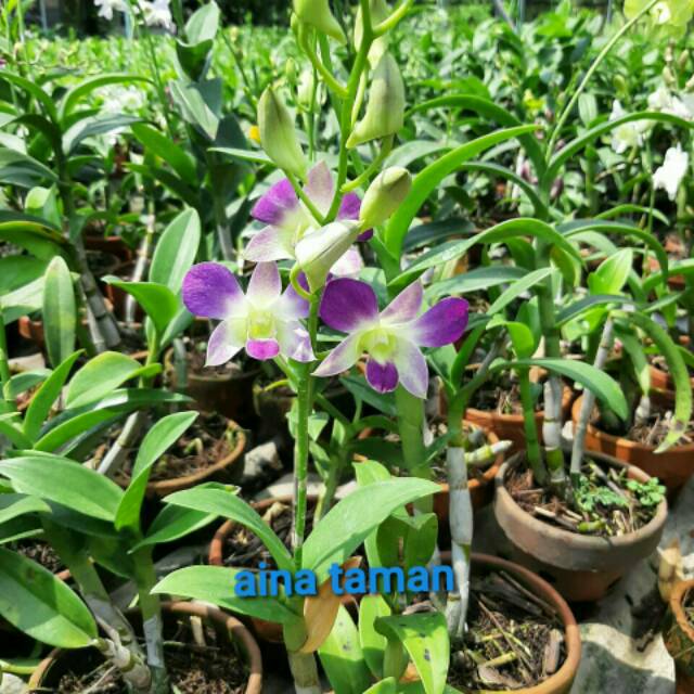 POHON ANGGREK DENDRO-tanaman anggrek dendro dgn 5 macam pilihan warna bunga
