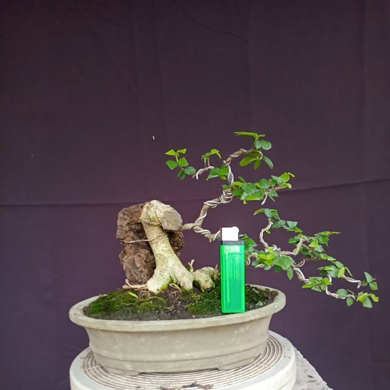 bonsai pohon serut