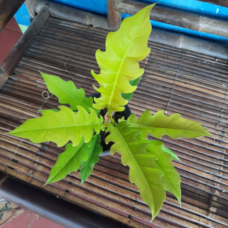 { BISA COD } tanaman philodendron golden saw philo goldensaw