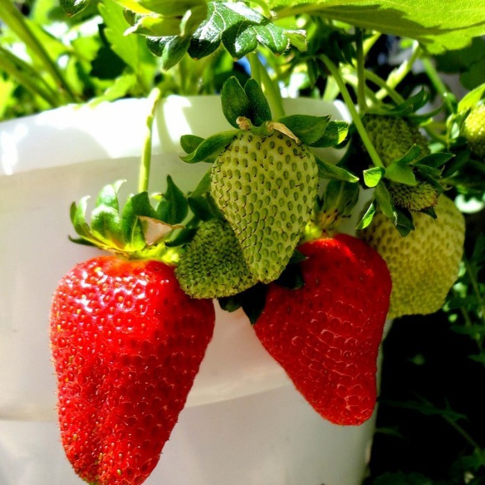 tanaman strawbery jumbo