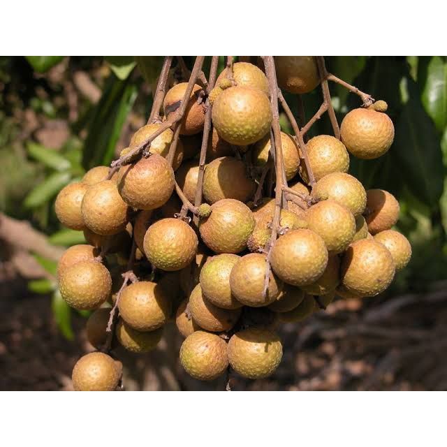 BIBIT BUAH KELENGKENG KATEKI OKULASI