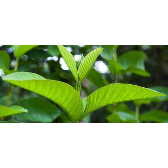 

Sale!! Promo Jual Daun Jambu Biji Segar 400 Gram Terbaru