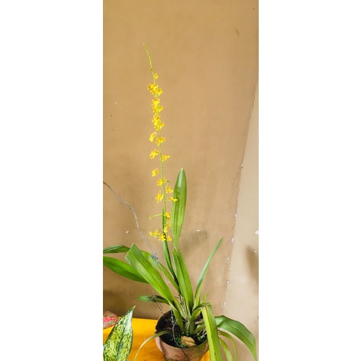 Anggrek Oncidium Golden shower Dewasa (SPIKE)