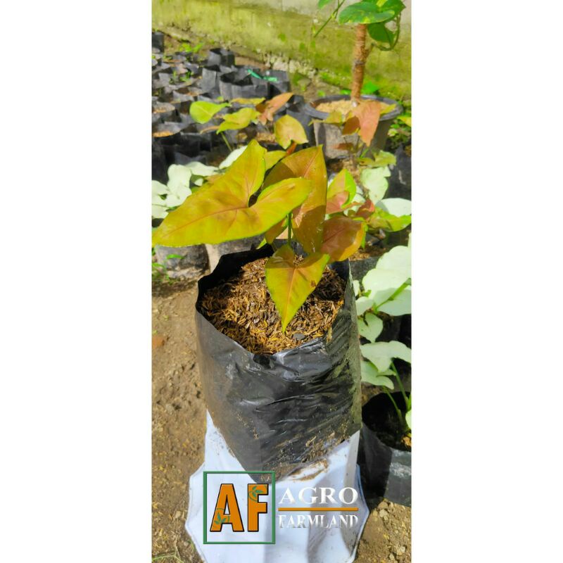 Umbi Caladium Songonium Yellow Caladium Bulb