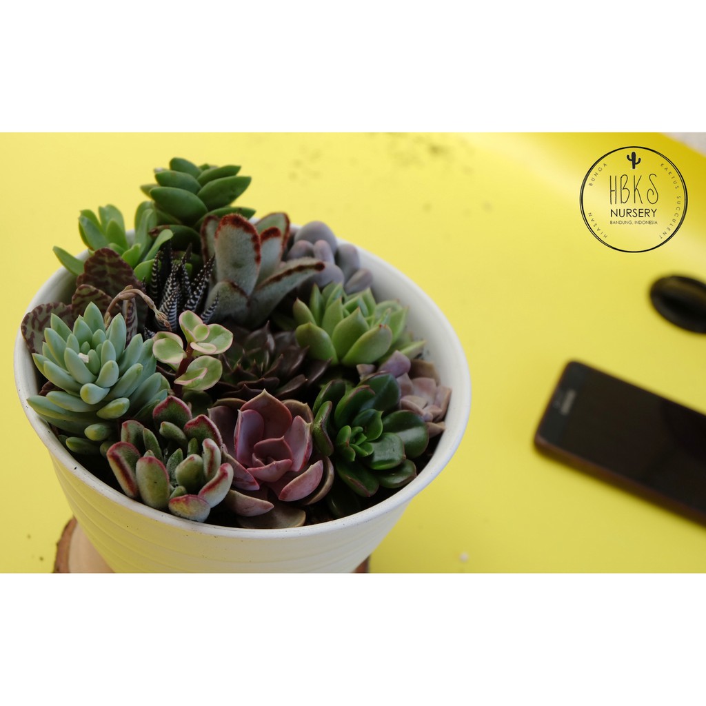 Paket lengkap mini  sukulen pot  tawon  terrarium 