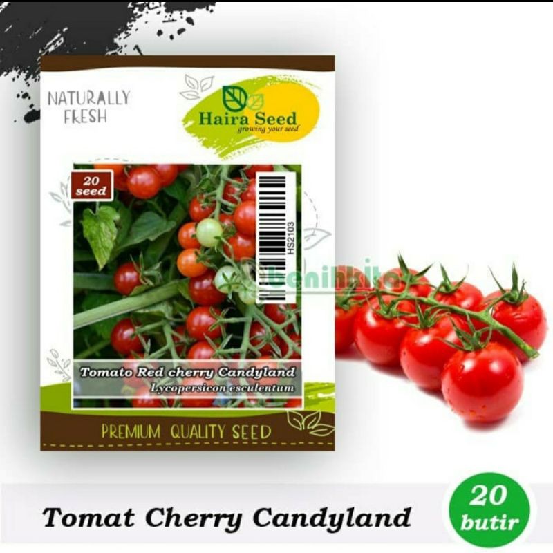 bibit benih tomat red cherry haira tomato