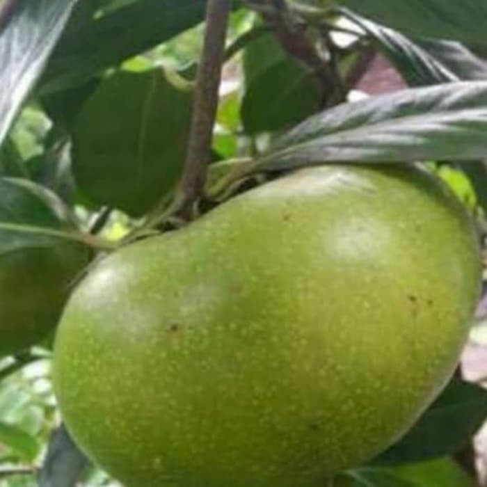 PROMO BIBIT BUAH BLACK SAPOTE JUMBO _