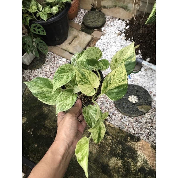 epipremnum marble queen