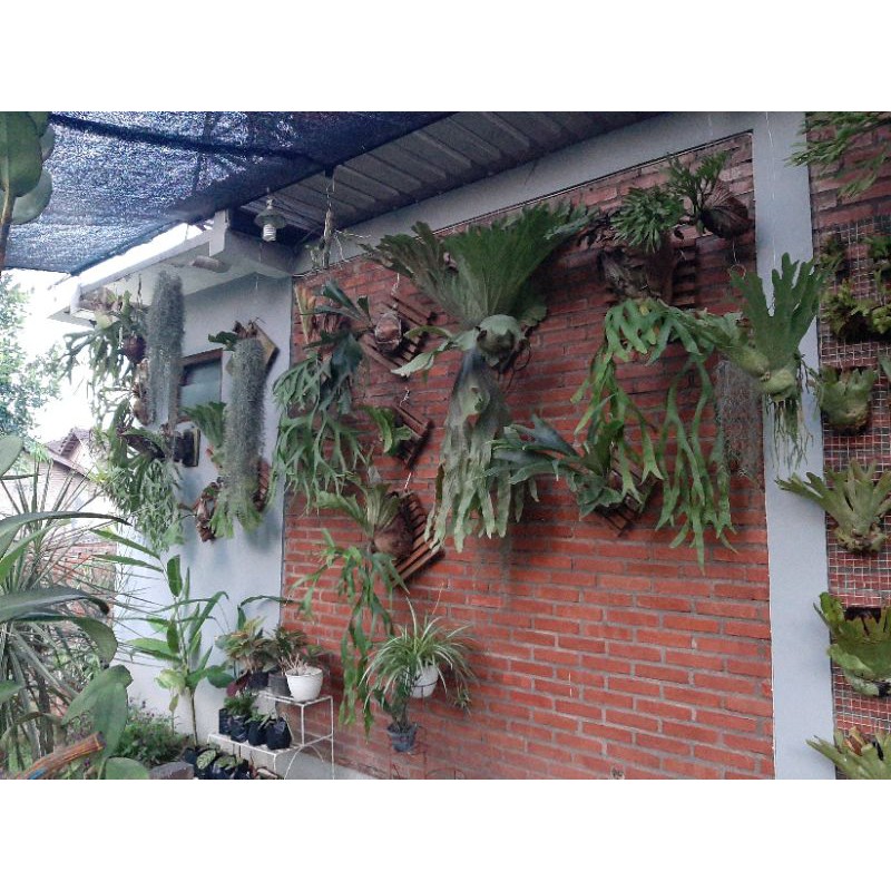 Platycerium Ridleyi Shopee Indonesia
