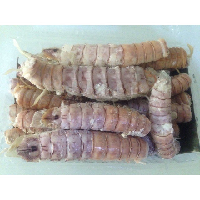 

Udang ronggeng/mantis/kucing