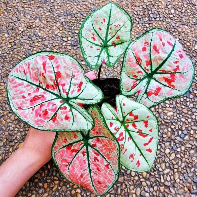 Tanaman Hias keladi thailand wonderland anakan murah / bibit keladi hias thailand wonderland murah /