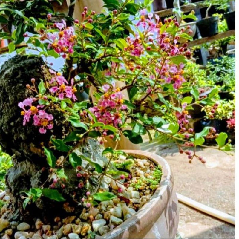 bunga sakura mikro murah/bahan bonsai sakura