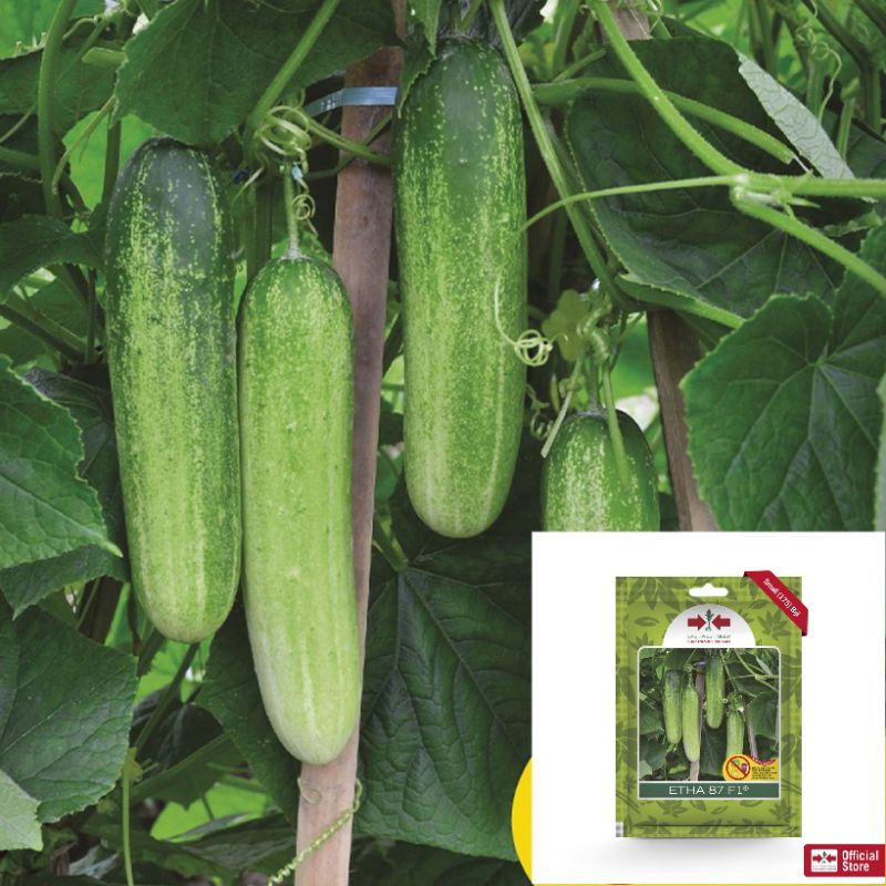 Repacking Cap Panah Merah -5 Benih Mentimun Etha 87 F1