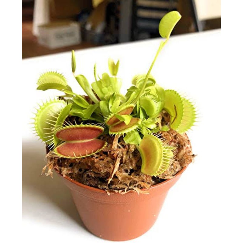 biji benih tanaman carnivora vft, venus fly trap jenis mix ijo (typical)