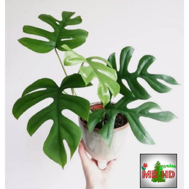 Tanaman Hias Monstera Rhaphidophora Tetrasperma Shopee Indonesia