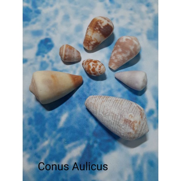 Kerang Laut Hias || Kerang Conus Aulicus