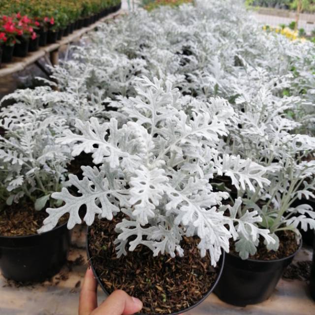 Silver dust plant/Toko Tanaman Hias Murah Bandung.