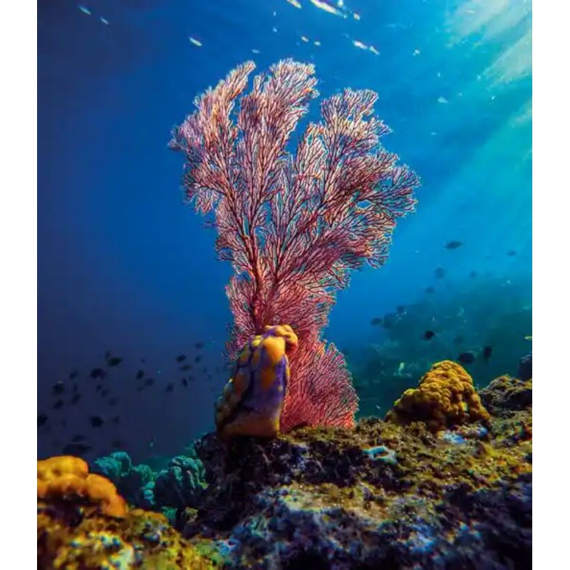 Bunga karang asli hias aquarium rumah ikan