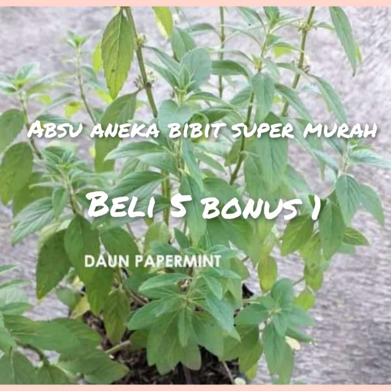 BIBIT Papermint Siap Tanam