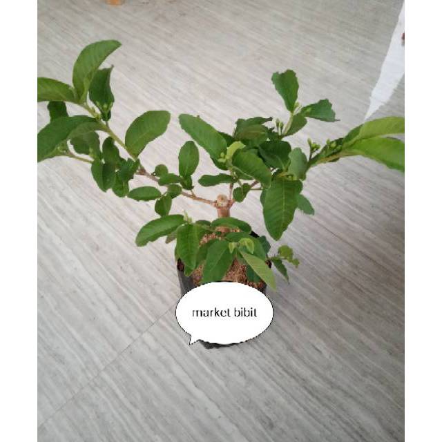 jambu kristal cangkok