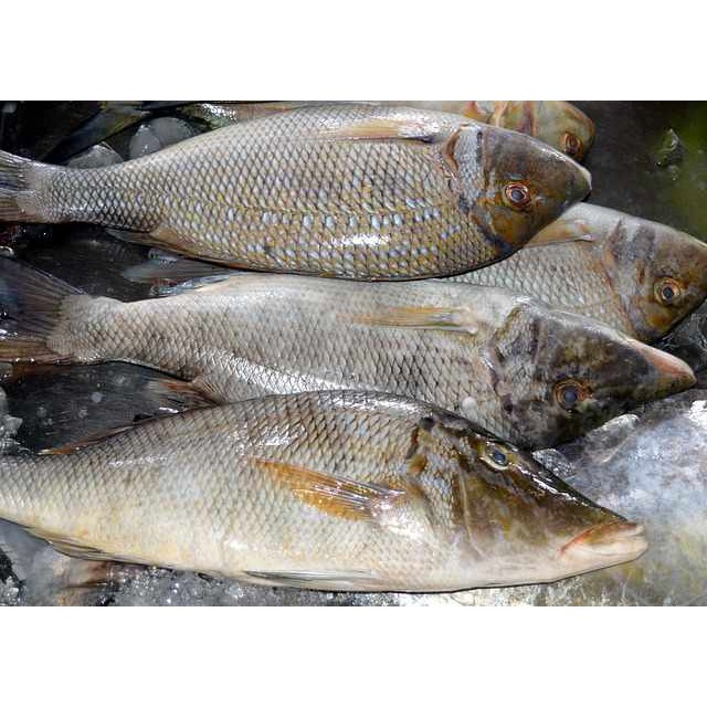 

Ikan Kakap FILLET Segar Fresh Murah / Kakap Merah / Kakap Putih