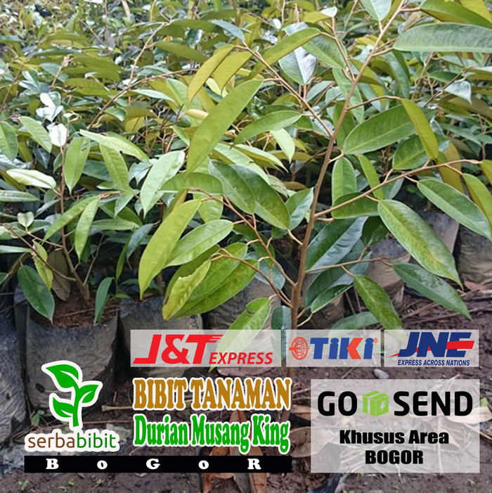 Bibit Durian Musangking - Pohon Buah Duren Musang King