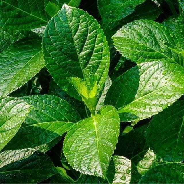 

daun keji beling/ pecah beling 500 gram