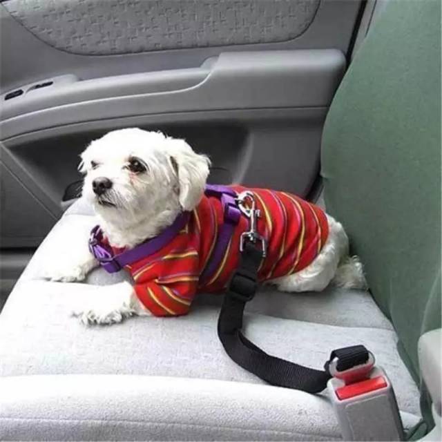 Sabuk pengaman kucing anjing di mobil pet safety seat belt