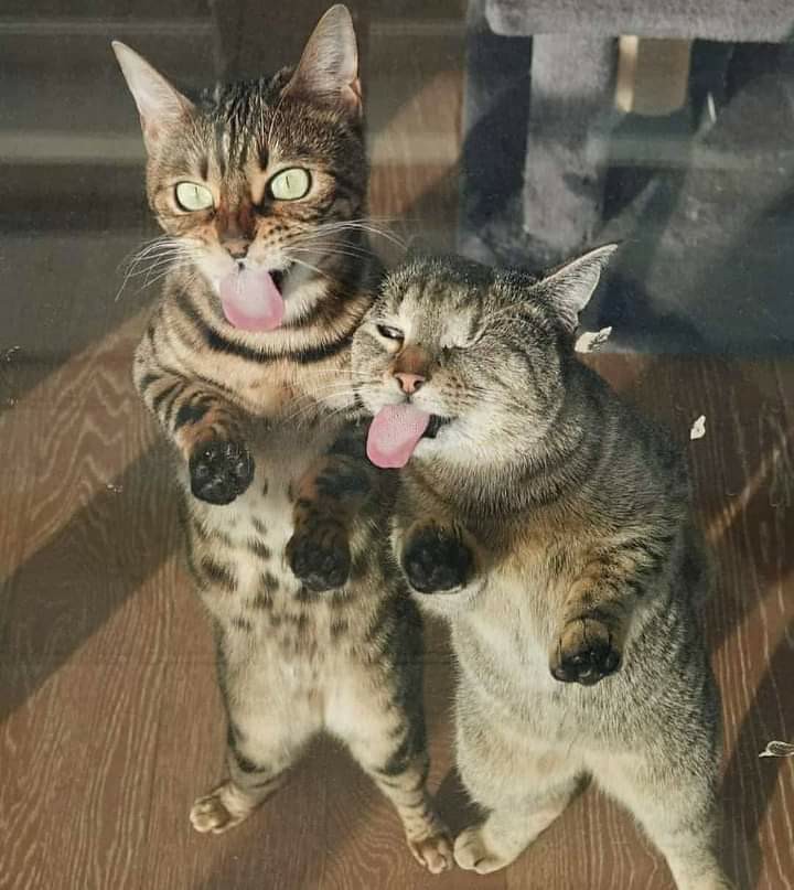 Cake Topper Akrilik Happy Birthday / Anniversary / One