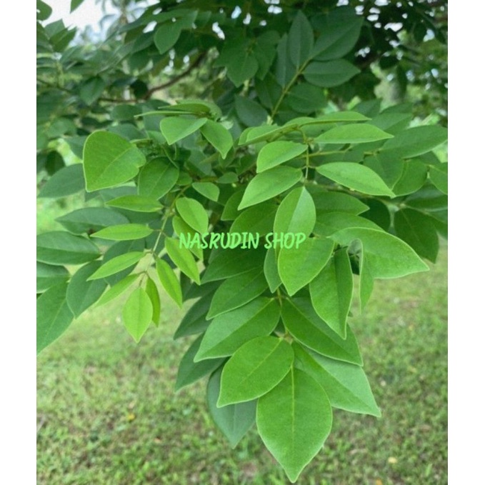 

[Fresh] DAUN GAMAL SEGAR LANGSUNG PETIK / GLIRICIDIA SEPIUM