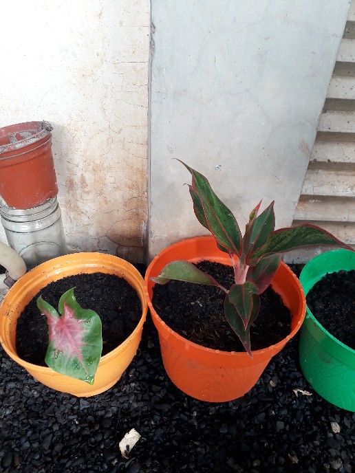 Aglaonema Lipstick Tanaman Hias