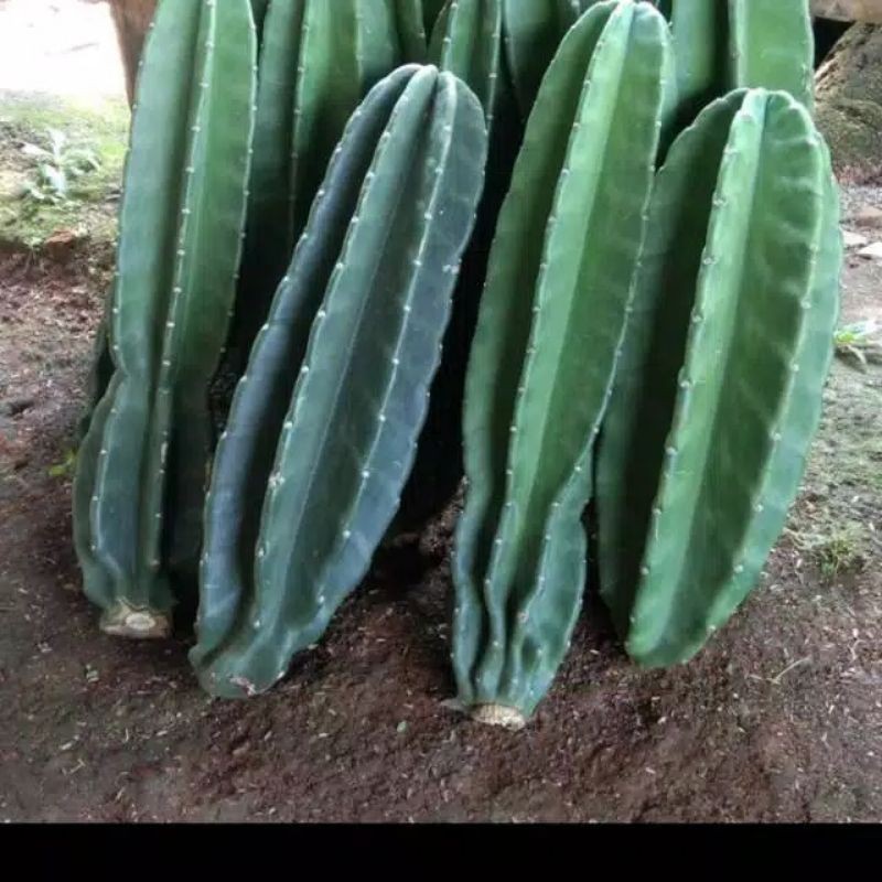 Kaktus koboi belimbing