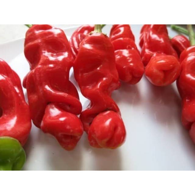 Benih / Biji Cabe Hias Cabe Porno Cabai Red Peter Willies Pepper
