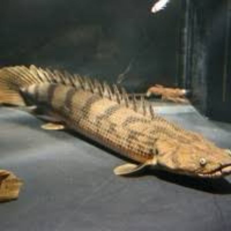 ikan palmas endlycerry ikan naga palmas