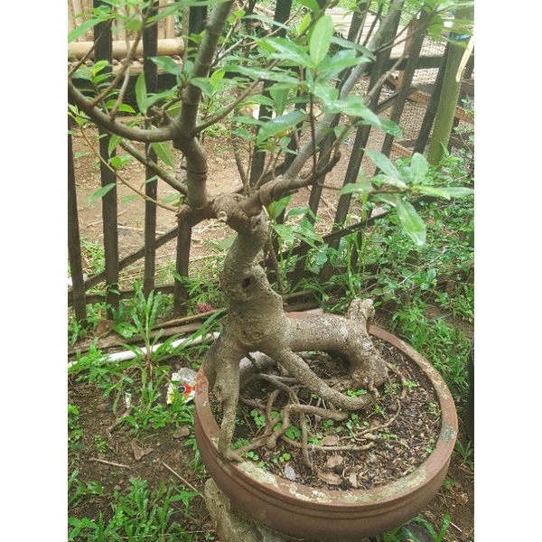 BONSAI POHON LOA/ BAKALAN BONSAI LOA BERKARAKTER/ REALPICT