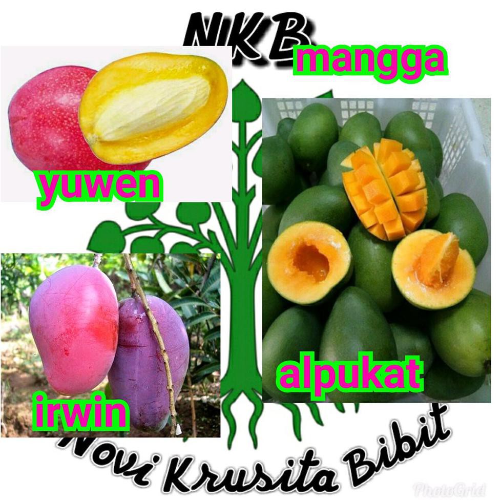 Bibit Buah Bibit Buah Mangga 1 Paket Yuwen. Irwin. Alpukat Kw Import