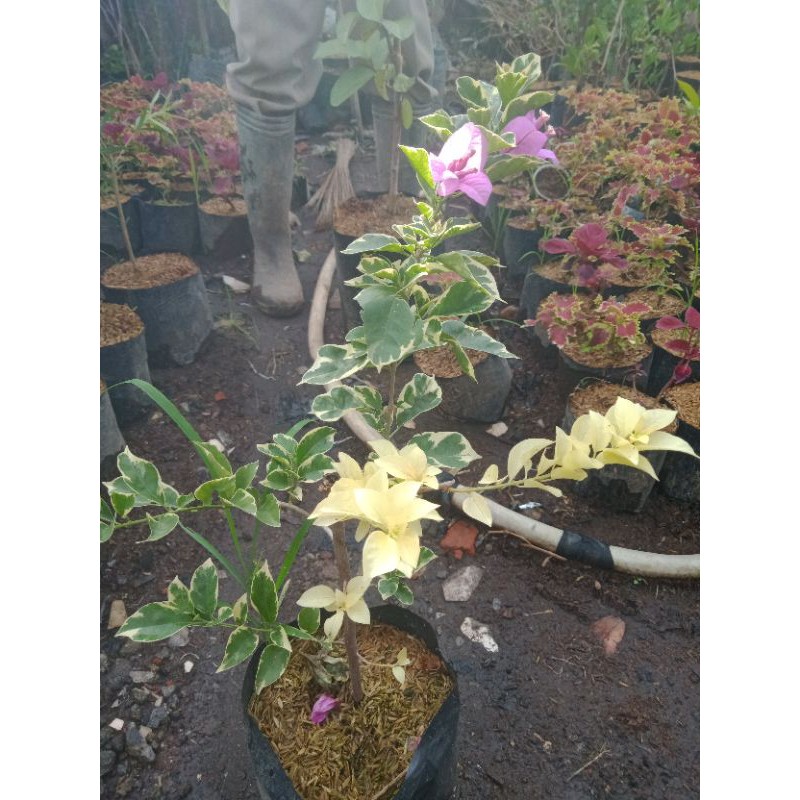 tanaman bunga bugenvil putih varigata berbunga