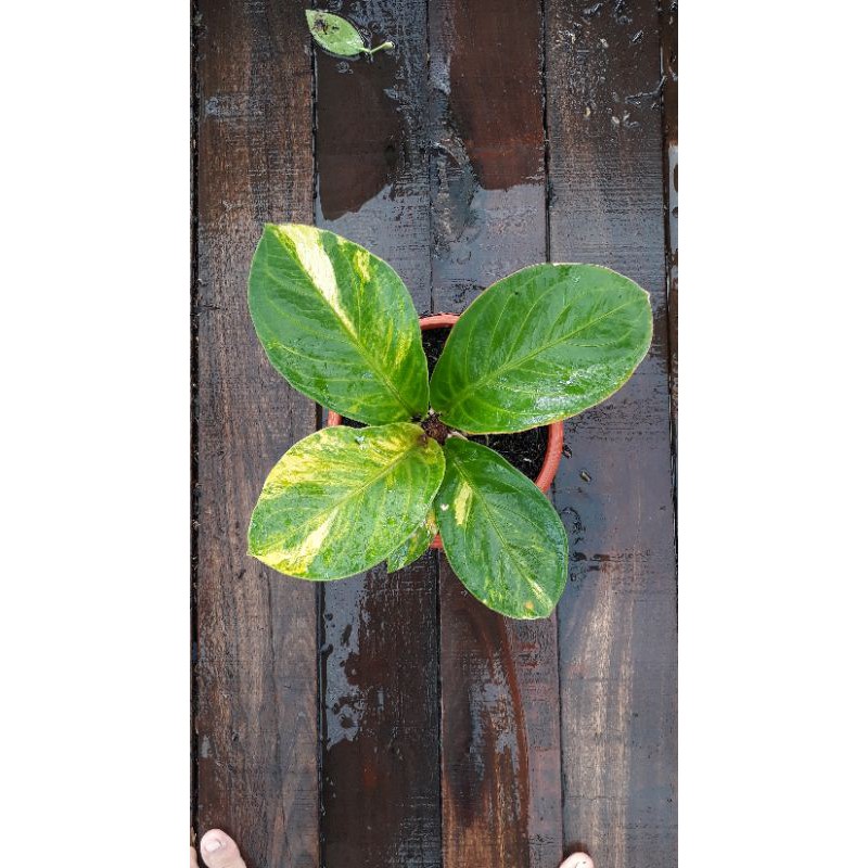 Jemani Cobra Varigata