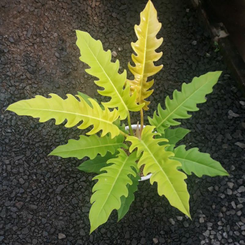 bibit philodendron golden saw/crocodile golden/philo gergaji kuning