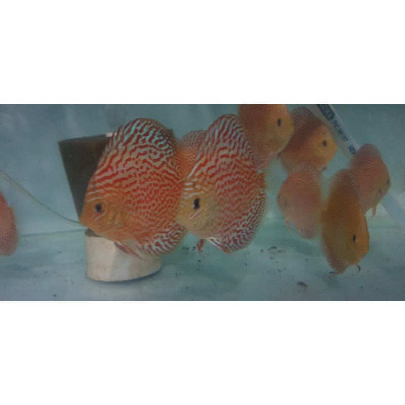 Discus Leopard 3 inch