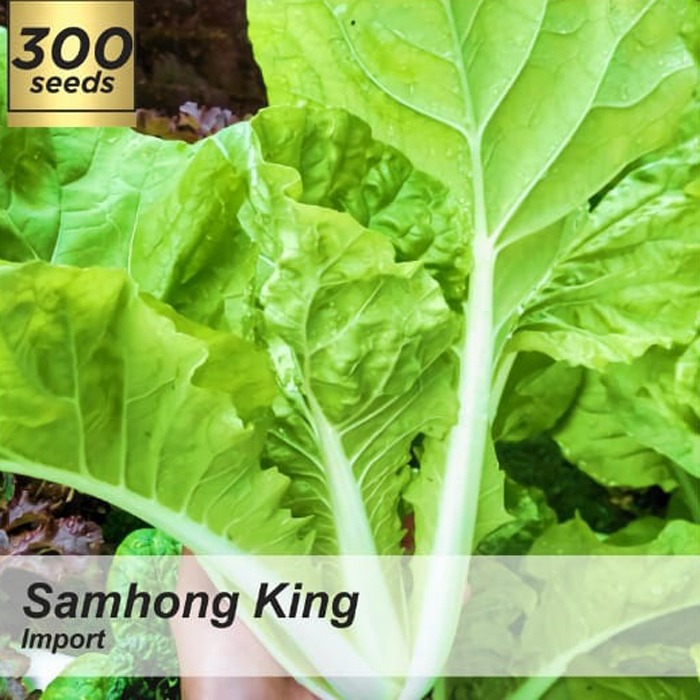 Benih Samhong King / Biji Sayur Daun / Bibit Sawi Samhong King / Benih Sawi Samhong King
