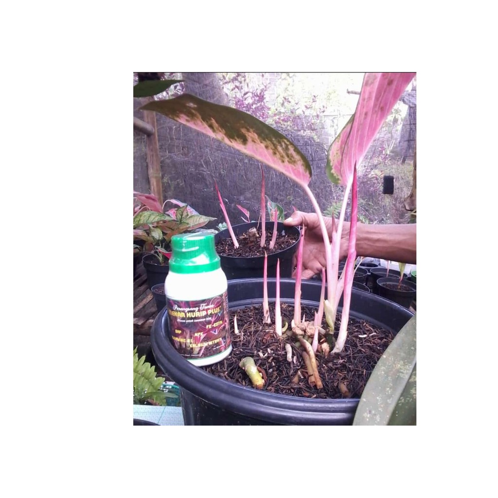 penumbuh tunas tanaman aglonema penumbuh tunas tanaman